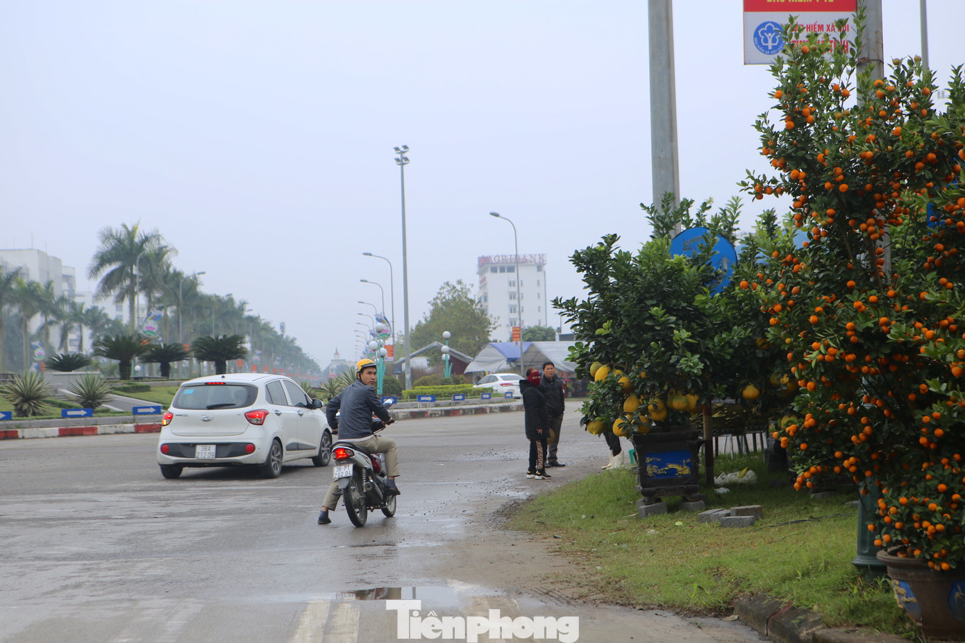 Ghi nhận tại đây, có hàng chục điểm bán cây cảnh, hoa mai, đào, bưởi diễn… để phục vụ thị trường dịp Tết.