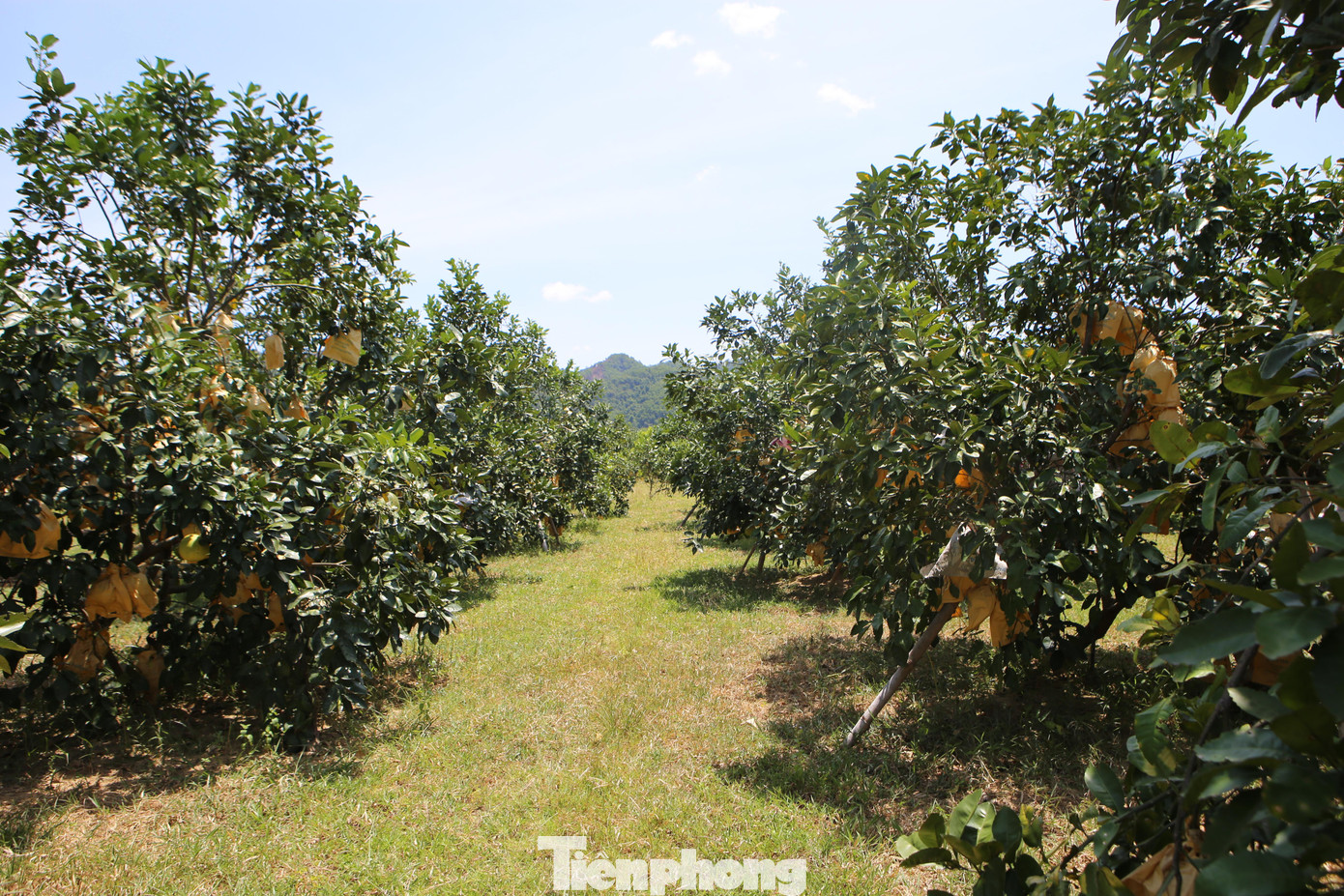 Những năm trước thời điểm này các thương lái đã đến đặt cọc thu mua theo từng vườn hộ, nhưng nay ảnh hưởng của dịch COVID-19 nên việc tiêu thụ bưởi cũng đang gặp khó khăn.