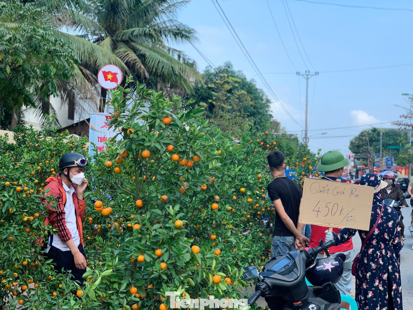 Vì tiêu thụ khó, tiểu thương phải hạ bán đồng giá quất 450 ngàn đồng/cây.