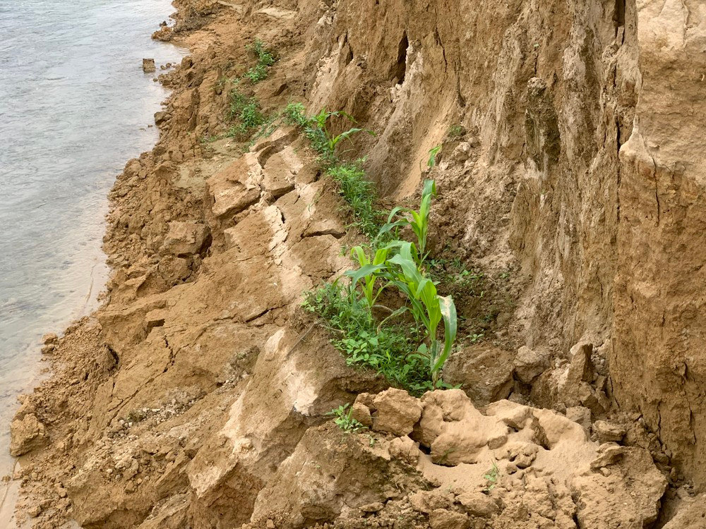 Theo ghi nhận, dọc bờ sông có khoảng 1km đất sản xuất bị sạt lở. Nhiều vị trí có những điểm nứt rất lớn, đất trôi xuống sông.