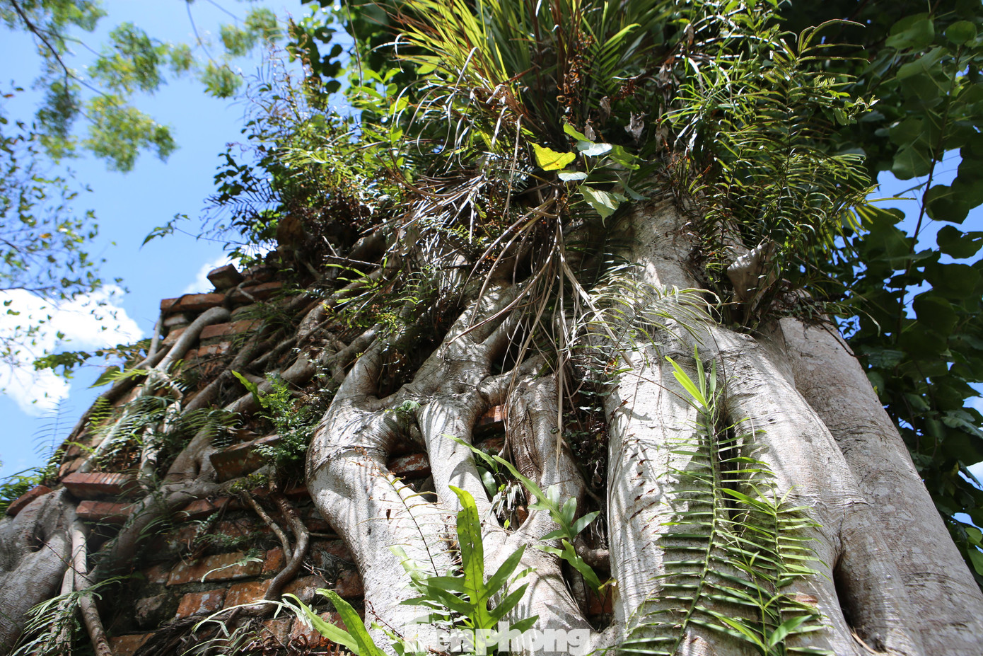 Cây có tán rộng, bộ rễ lớn bám chắc quanh tháp am của đền Gôi Vị. Trải qua hơn 300 năm tuổi, cây và tháp vẫn vững vàng tỏa bóng thời gian, làm nên sự trầm mặc, cổ kính, linh thiêng.