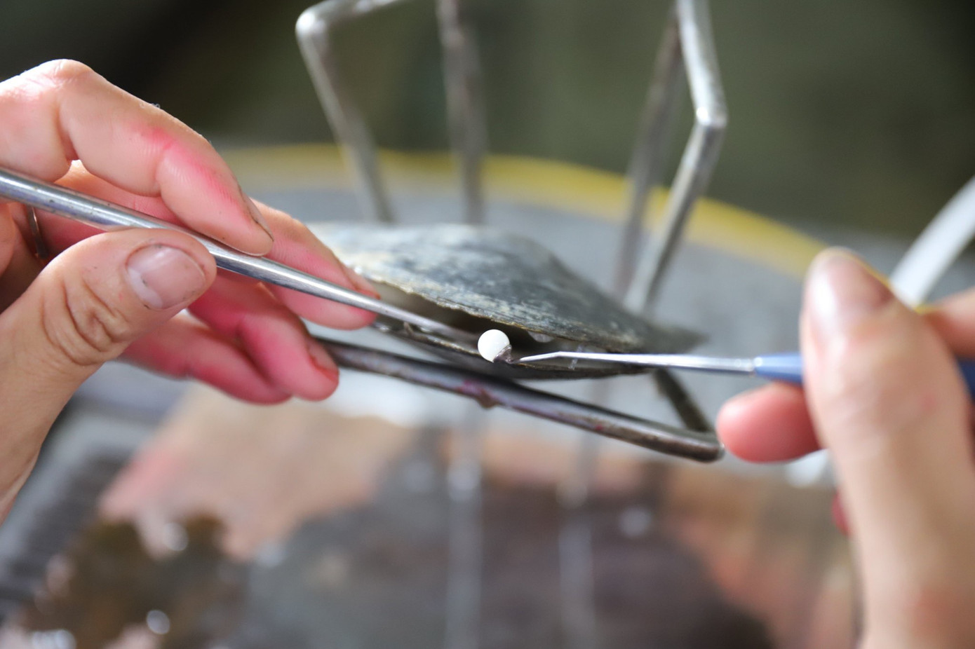 Kỹ thuật viên bóc tách, dùng kéo chuyên dụng cắt hai dải mô của con trai để ghép ngọc thô. Kỹ thuật viên bóc tách, dùng kéo chuyên dụng cắt hai dải mô của con trai để ghép ngọc thô.