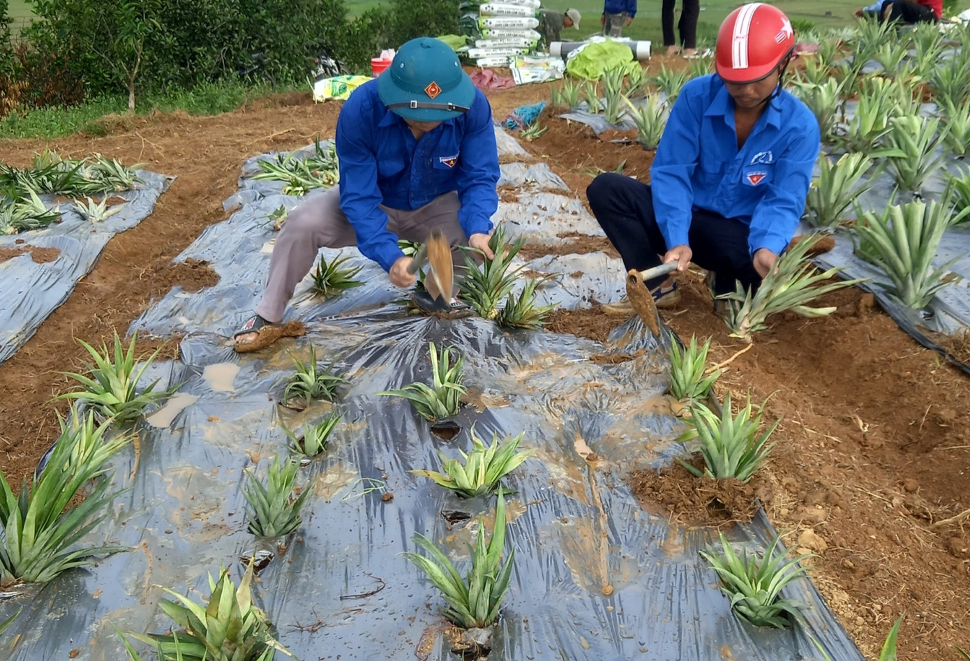 Tại xã Đức Đồng trồng hơn 3ha, ở thôn 6 và thôn 7. Đây là mô hình trồng dứa thử nghiệm trên những khu vực đất đồi bỏ hoang trước đây.