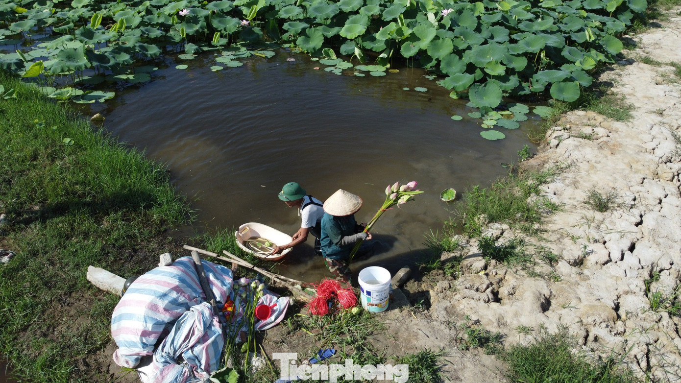 Những ngày nắng nóng, vợ chồng ông Đại xuống ruộng thu hoạch từ 6h sáng đến khoảng 10h sẽ về nhà. Để lấy được ngó, ông Đại phải mò mẫm trong bùn, lần tay vuốt từng cọng ngó nằm dưới bùn khoảng 20cm rồi kéo lên mặt nước. Những ngày nắng nóng, vợ chồng ông Đại xuống ruộng thu hoạch từ 6h sáng đến khoảng 10h sẽ về nhà. Để lấy được ngó, ông Đại phải mò mẫm trong bùn, lần tay vuốt từng cọng ngó nằm dưới bùn khoảng 20cm rồi kéo lên mặt nước.