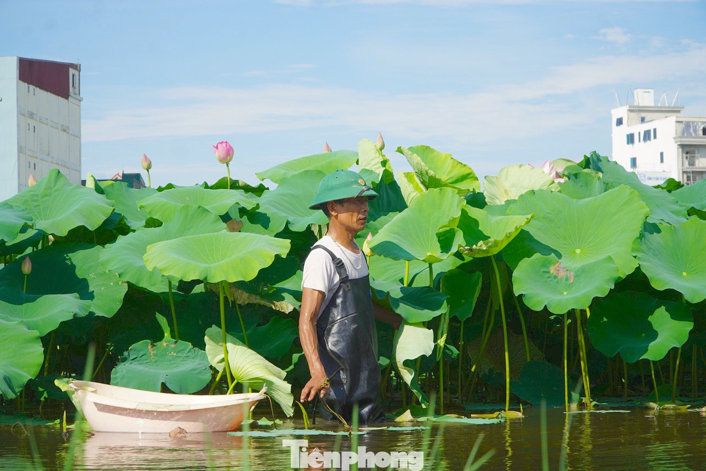 Một kg ngó sen, ông Đại bán ra 65 ngàn đồng. Dù cho thu nhập khá, nhưng việc thu hoạch rất khó khăn, phải lội bùn, đội nắng để làm việc. Nhờ ruộng sen mà ông có tiền trang trải các khoản chi phí sinh hoạt trong gia đình. Một kg ngó sen, ông Đại bán ra 65 ngàn đồng. Dù cho thu nhập khá, nhưng việc thu hoạch rất khó khăn, phải lội bùn, đội nắng để làm việc. Nhờ ruộng sen mà ông có tiền trang trải các khoản chi phí sinh hoạt trong gia đình.