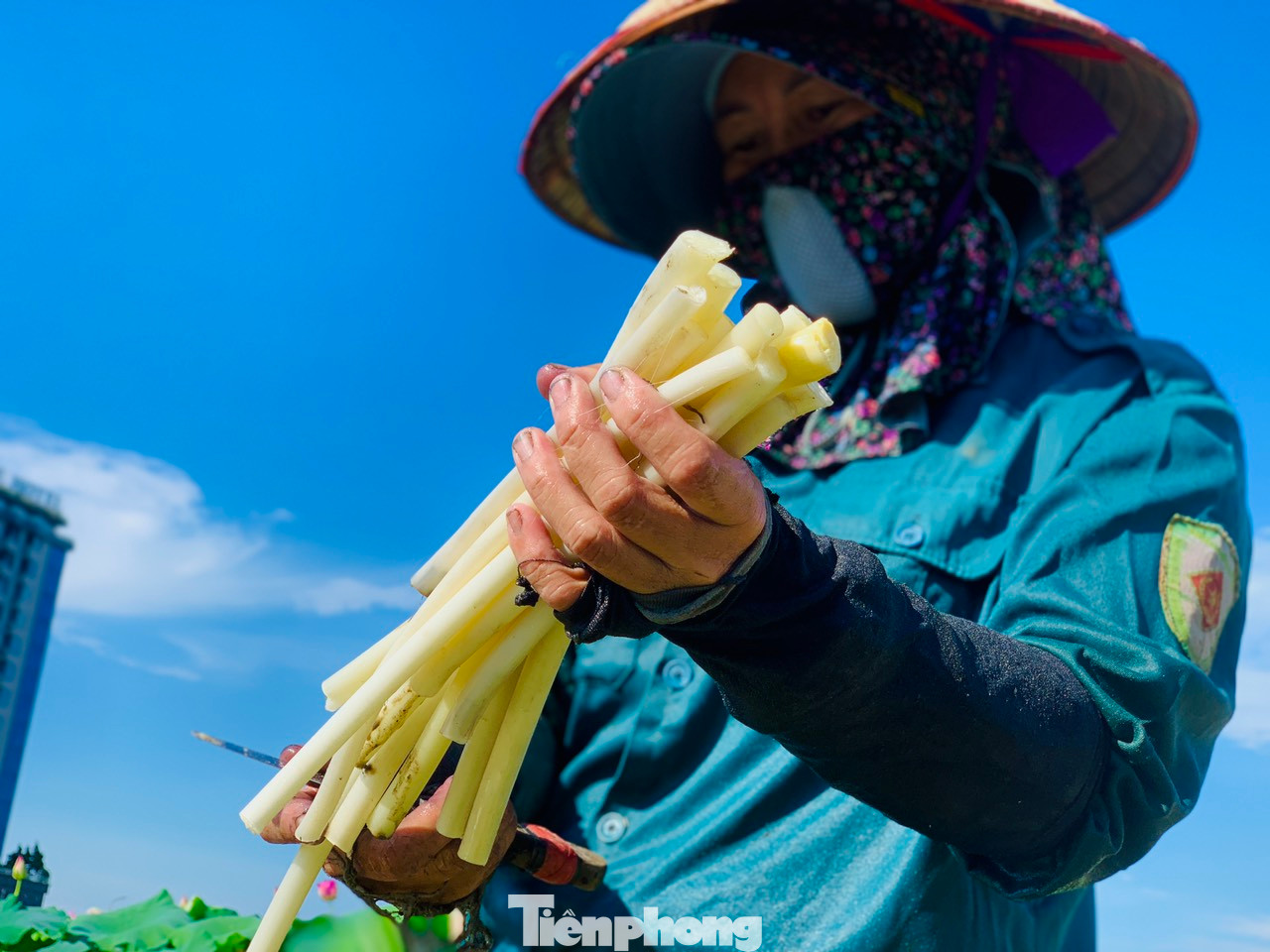 Theo đông Đông y, ngó sen có vị ngọt, tính ấm, có tác dụng thanh nhiệt, thải độc, lọc máu, làm sạch đường ruột, trị hôi miệng, nghẹt mũi, xuất huyết sau sinh… Thường xuyên dùng loại thực phẩm này sẽ giúp bổ máu, bảo vệ hệ tiêu hóa hiệu quả, rất tốt cho cơ thể. Ngó sen được chế biến thành các món như nộm, xào, nấu canh... Trong ảnh bà Lê Thị Thanh đang làm sạch ngó sen trước khi đưa đi cho nhà hàng. Theo đông Đông y, ngó sen có vị ngọt, tính ấm, có tác dụng thanh nhiệt, thải độc, lọc máu, làm sạch đường ruột, trị hôi miệng, nghẹt mũi, xuất huyết sau sinh… Thường xuyên dùng loại thực phẩm này sẽ giúp bổ máu, bảo vệ hệ tiêu hóa hiệu quả, rất tốt cho cơ thể. Ngó sen được chế biến thành các món như nộm, xào, nấu canh... Trong ảnh bà Lê Thị Thanh đang làm sạch ngó sen trước khi đưa đi cho nhà hàng.