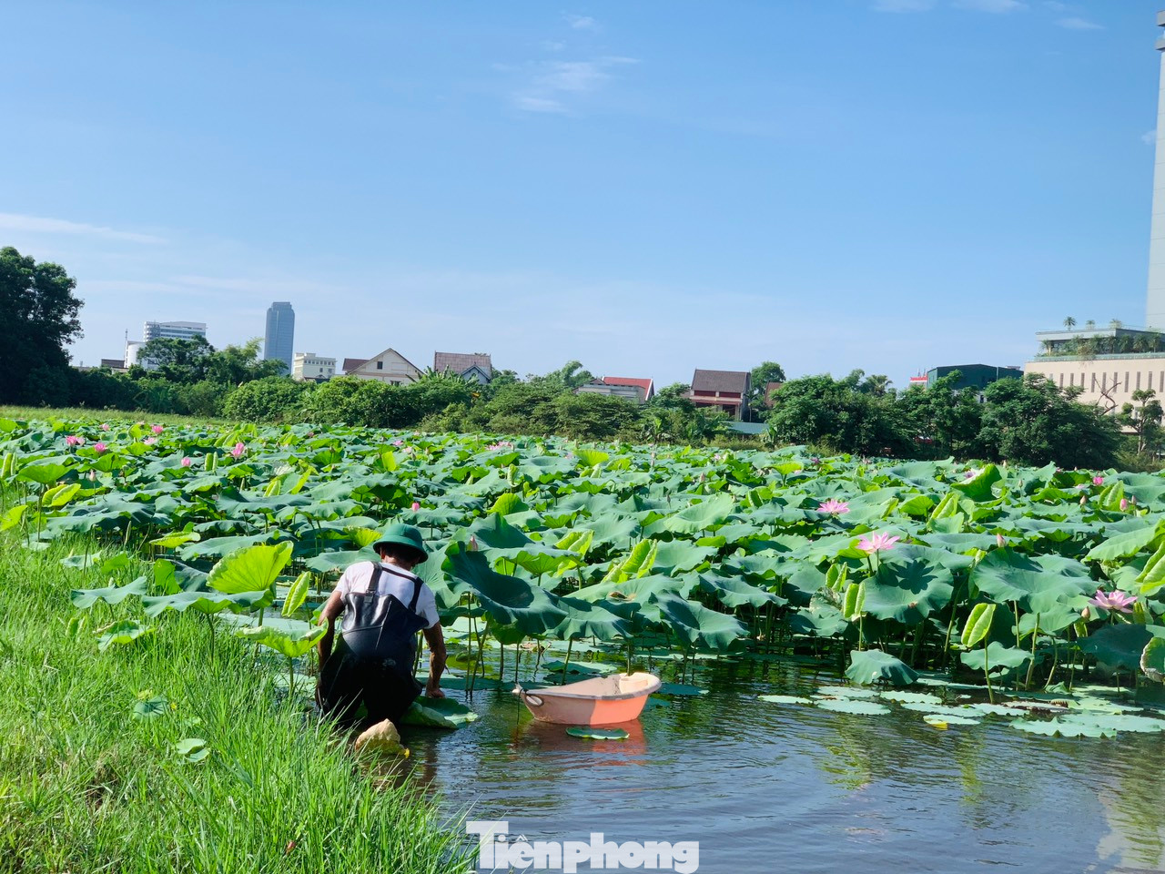 Năm 2023, ông Nguyễn Duy Đại (trú thôn Đoài Thịnh, xã Thạch Trung, thành phố Hà Tĩnh) đã thuê lại đất ruộng bỏ hoang của nhiều hộ dân trong thôn để trồng sen. Thời điểm đó, người đàn ông trồng hơn 1ha sen cao sản với tổng chi phí đầu tư, cải tạo đất khoảng 80 triệu đồng. Năm 2023, ông Nguyễn Duy Đại (trú thôn Đoài Thịnh, xã Thạch Trung, thành phố Hà Tĩnh) đã thuê lại đất ruộng bỏ hoang của nhiều hộ dân trong thôn để trồng sen. Thời điểm đó, người đàn ông trồng hơn 1ha sen cao sản với tổng chi phí đầu tư, cải tạo đất khoảng 80 triệu đồng.