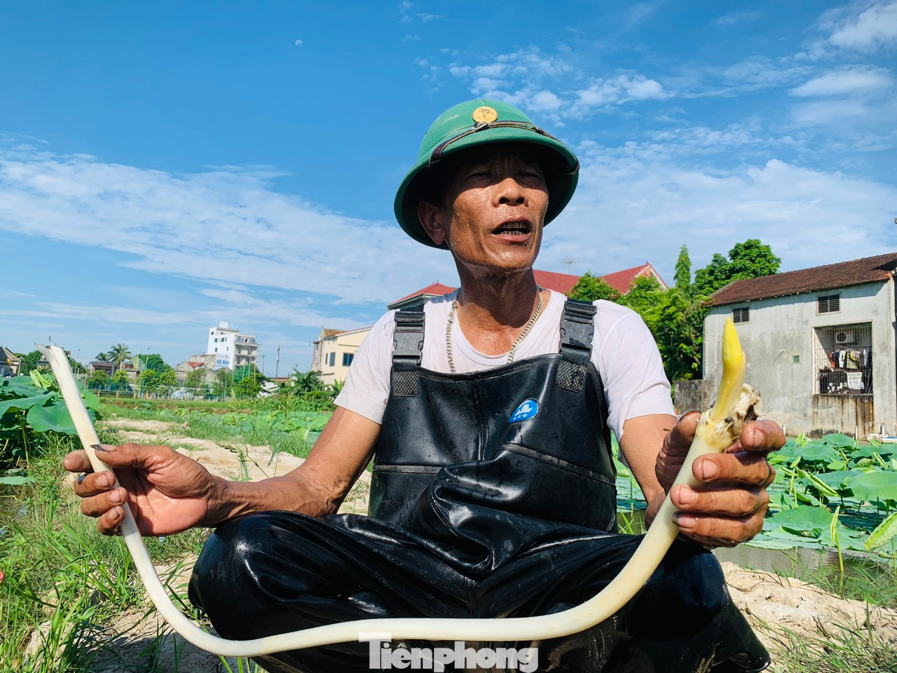 “Sen có nhiều gai nên dễ gây trầy xước tay chân. Nên việc nhổ ngó sen cũng phải có kỹ thuật để tránh làm hỏng những gốc khác. Đối với sen cao sản, loại này hạt sen to, ngó sen cũng lớn và dài. Với 1ha sen cao sản, mỗi năm thu riêng ngó sen khoảng hơn 1 tấn, ngoài ra còn thu hoạch đài sen, hoa sen, lá sen để bán”, ông Đại nói. “Sen có nhiều gai nên dễ gây trầy xước tay chân. Nên việc nhổ ngó sen cũng phải có kỹ thuật để tránh làm hỏng những gốc khác. Đối với sen cao sản, loại này hạt sen to, ngó sen cũng lớn và dài. Với 1ha sen cao sản, mỗi năm thu riêng ngó sen khoảng hơn 1 tấn, ngoài ra còn thu hoạch đài sen, hoa sen, lá sen để bán”, ông Đại nói.