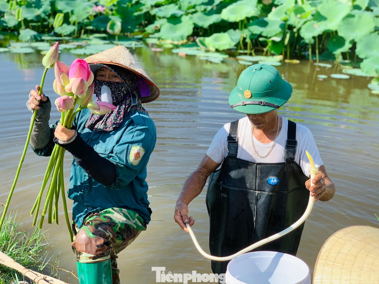 Khoảng 2 tuần nay, ông Đại cùng vợ ra đồng để thu hoạch ngó sen và hoa sen. Tuỳ theo lượng khách, mỗi ngày ông Đại thu hoạch từ 6-15kg và bán ngay sau đó để đảm bảo độ tươi ngon. Khoảng 2 tuần nay, ông Đại cùng vợ ra đồng để thu hoạch ngó sen và hoa sen. Tuỳ theo lượng khách, mỗi ngày ông Đại thu hoạch từ 6-15kg và bán ngay sau đó để đảm bảo độ tươi ngon.