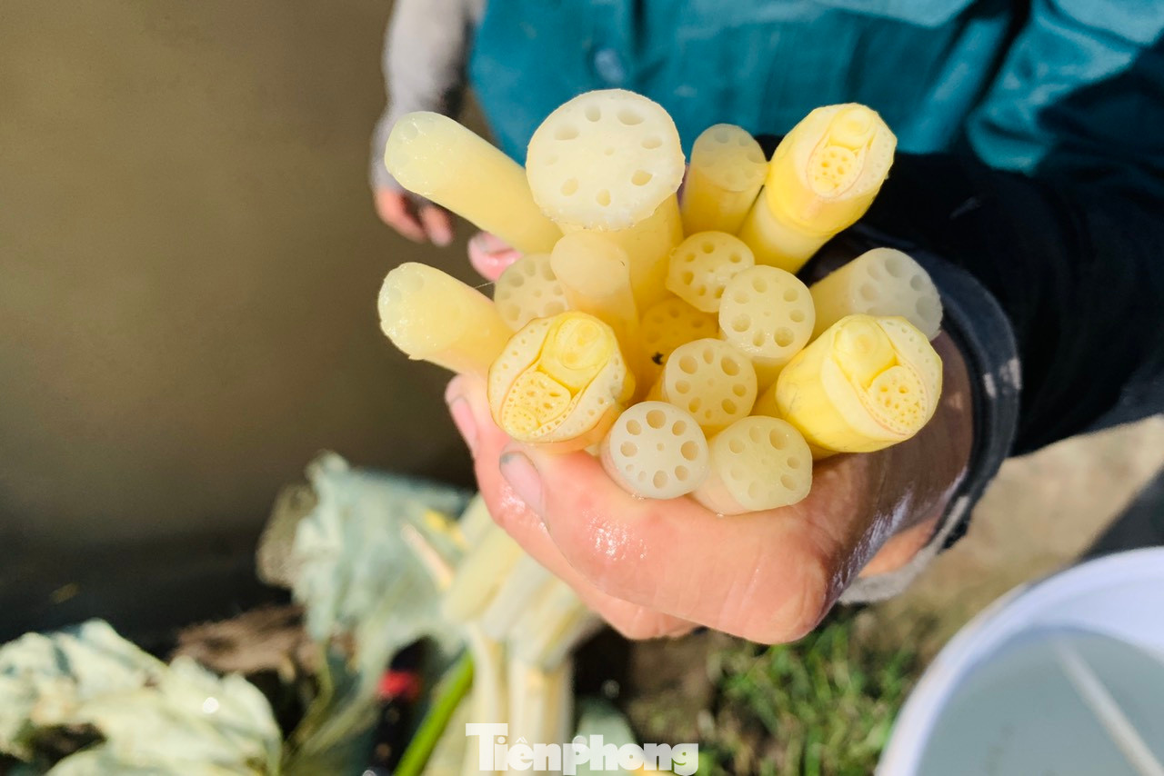 Ngó sen là phần non nhất của cọng lá sen, nằm sát gốc của cây sen. Khi những lá sen non vừa mọc và nổi lên trên mặt nước, lá vẫn còn cuốn lại thành một vòng thì sẽ dùng tay nhổ ngó từ lớp bùn dưới gốc sen. Ngó sen là phần non nhất của cọng lá sen, nằm sát gốc của cây sen. Khi những lá sen non vừa mọc và nổi lên trên mặt nước, lá vẫn còn cuốn lại thành một vòng thì sẽ dùng tay nhổ ngó từ lớp bùn dưới gốc sen.