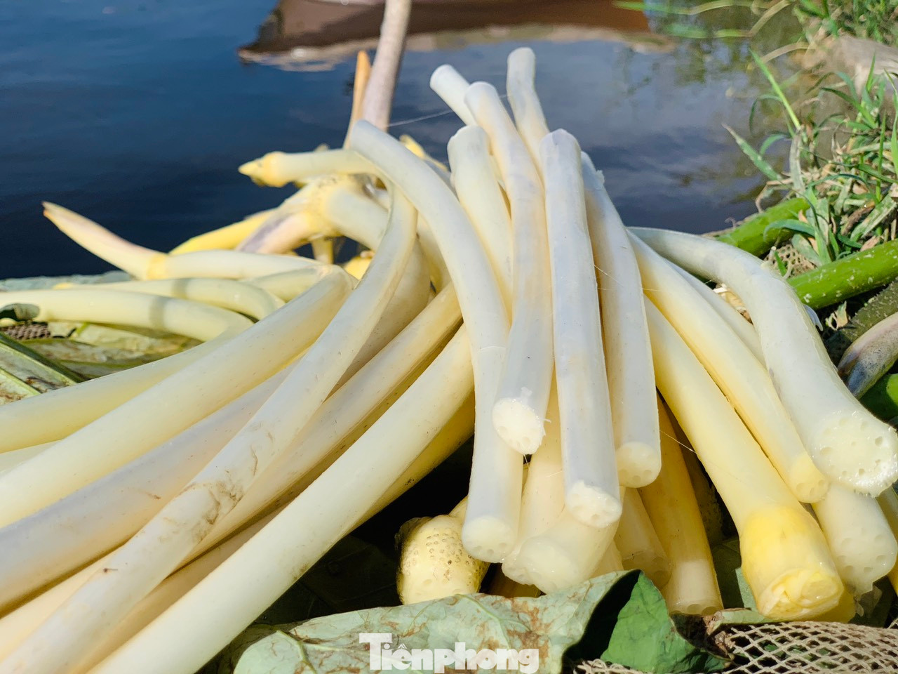 Ngó sen là phần non nhất của cọng lá sen, nằm sát gốc của cây sen. Khi những lá sen non vừa mọc và nổi lên trên mặt nước, lá vẫn còn cuốn lại thành một vòng thì sẽ dùng tay nhổ ngó từ lớp bùn dưới gốc sen. Ngó sen là phần non nhất của cọng lá sen, nằm sát gốc của cây sen. Khi những lá sen non vừa mọc và nổi lên trên mặt nước, lá vẫn còn cuốn lại thành một vòng thì sẽ dùng tay nhổ ngó từ lớp bùn dưới gốc sen.