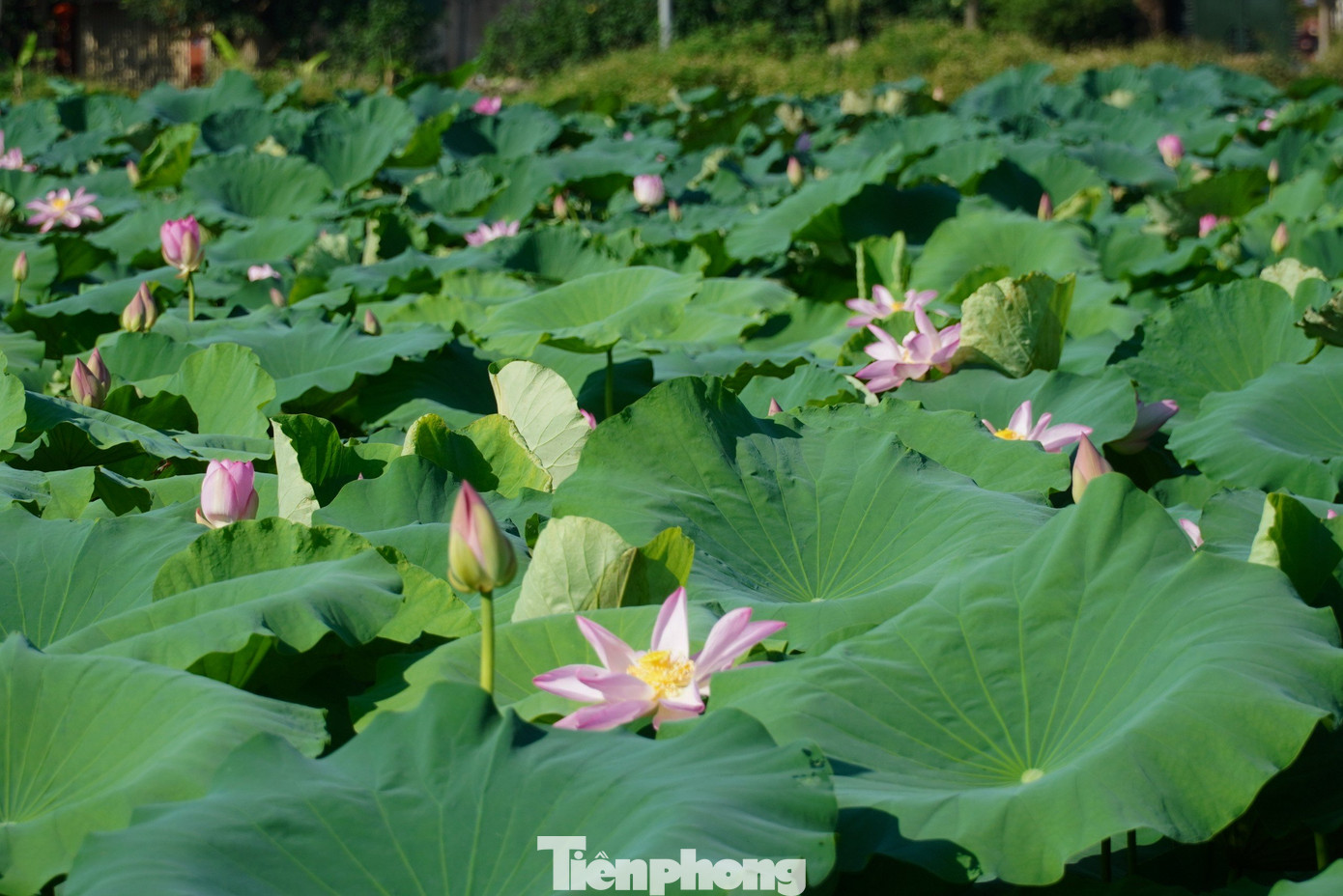 Phần ngó sen ông Đại thu hoạch bán tại chợ, cho các nhà hàng ở trung tâm thành phố. Phần ngó sen ông Đại thu hoạch bán tại chợ, cho các nhà hàng ở trung tâm thành phố.