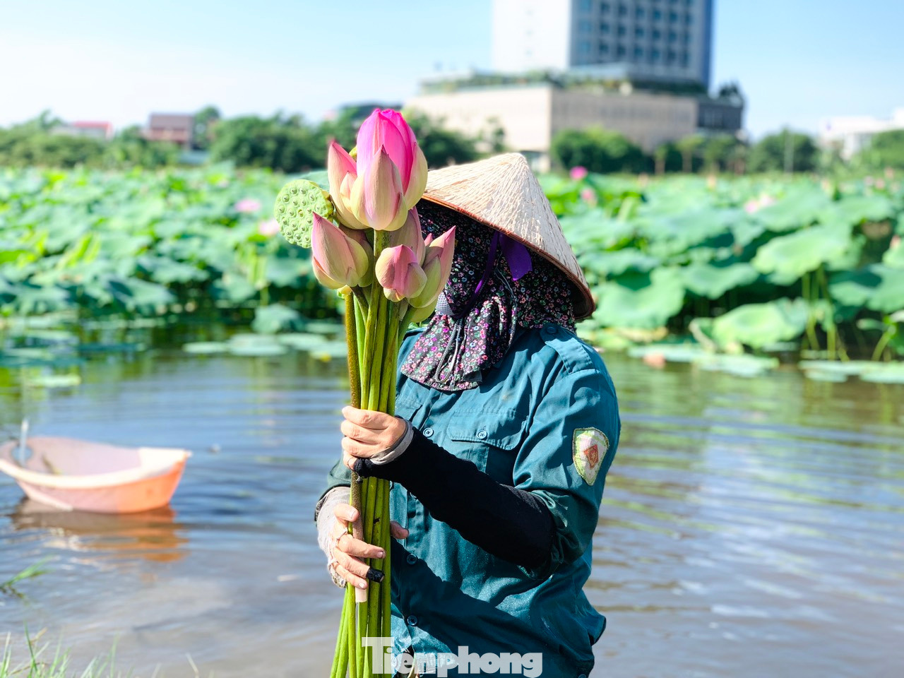 Còn hoa sẽ bán cho những người đặt về để cắm và lá được thu hái làm trà sen… Còn hoa sẽ bán cho những người đặt về để cắm và lá được thu hái làm trà sen…