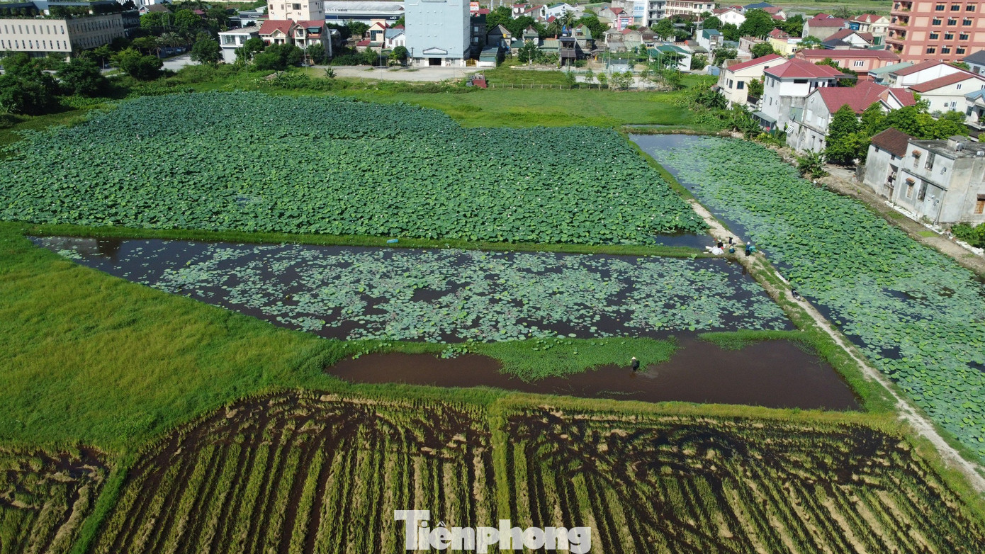 Nhận thấy sen phát triển tốt, cho thu nhập khá, ông Đại tiếp tục mạnh dạn đầu tư mở rộng thêm mô hình với sen tứ mùa trồng lấy hoa và sen trồng lấy củ. Đến nay, tổng diện tích lên đến hơn 2ha. Nhận thấy sen phát triển tốt, cho thu nhập khá, ông Đại tiếp tục mạnh dạn đầu tư mở rộng thêm mô hình với sen tứ mùa trồng lấy hoa và sen trồng lấy củ. Đến nay, tổng diện tích lên đến hơn 2ha.