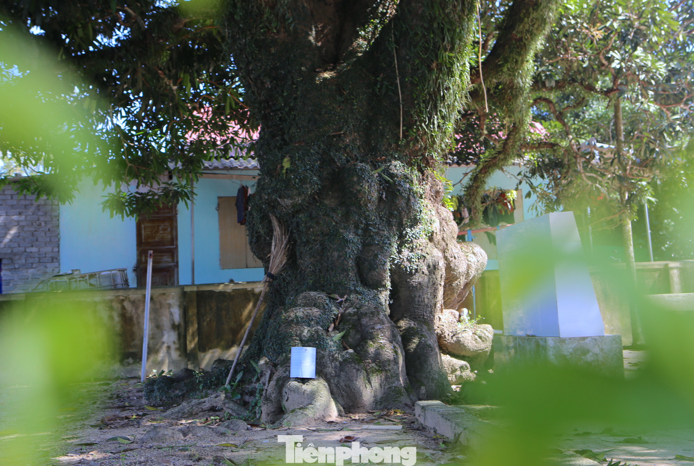 Người dân xem đây như là “báu vật”, họ thường xuyên thay nhau đến chăm sóc, bảo vệ.