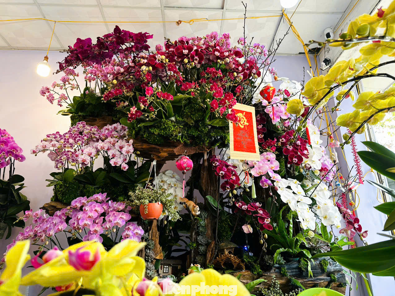 Trong ảnh là chậu lan với 300 cành; chậu cao khoảng 4m. Đây được xem là một trong những chậu lan “độc” ở thành phố Hà Tĩnh trong dịp Tết năm nay.