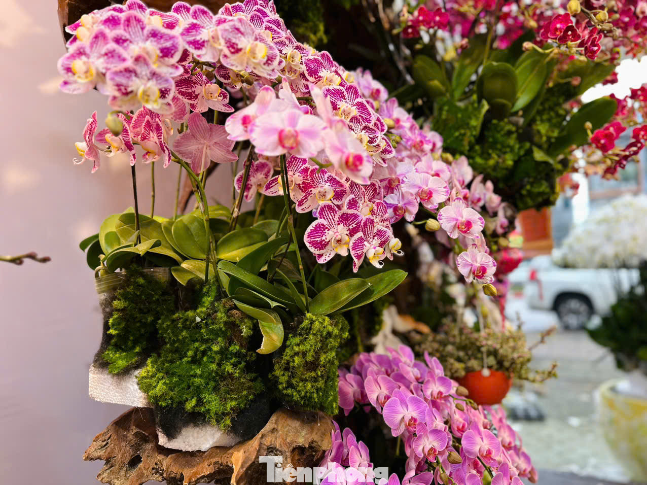 Chị Nguyễn Thị Ngoan - chủ cửa hàng hoa lan ở thành phố Hà Tĩnh cho hay, để kịp thời phục vụ thị trường dịp Tết, đợt này tiệm hoa có 5 thợ chính cắm lan và 5 thợ phụ. Năm nay lan đưa về với nhiều mẫu mã đa dạng, giá thành tuỳ theo các cành lan. Có những cành giá tiền triệu, song có những cành giá trên 200 ngàn/cành. Năm nay cửa hàng làm chậu từ vài triệu đến 100 triệu, phục vụ nhu cầu của từng khách hàng.