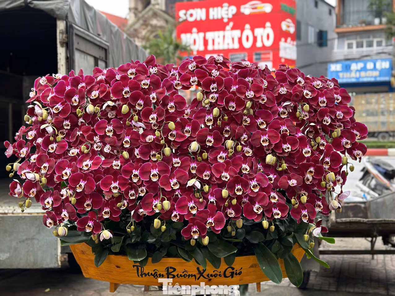Tại thành phố Hà Tĩnh, năm nay lan hồ điệp đưa về với nhiều màu khác nhau. Đặc biệt thị trường năm nay lan được ghép trên các thân gỗ lũa được nhiều người thích thú, tìm mua. Theo ghi nhận thị trường dịp Tết tại thành phố Hà Tĩnh, lan ở đây không chỉ có giá vài triệu đồng hay vài chục triệu đồng, mà có chậu lan được ghép theo dáng "độc lạ" trên gỗ lũa giá 100 triệu đồng. Tại thành phố Hà Tĩnh, năm nay lan hồ điệp đưa về với nhiều màu khác nhau. Đặc biệt thị trường năm nay lan được ghép trên các thân gỗ lũa được nhiều người thích thú, tìm mua. Theo ghi nhận thị trường dịp Tết tại thành phố Hà Tĩnh, lan ở đây không chỉ có giá vài triệu đồng hay vài chục triệu đồng, mà có chậu lan được ghép theo dáng "độc lạ" trên gỗ lũa giá 100 triệu đồng.