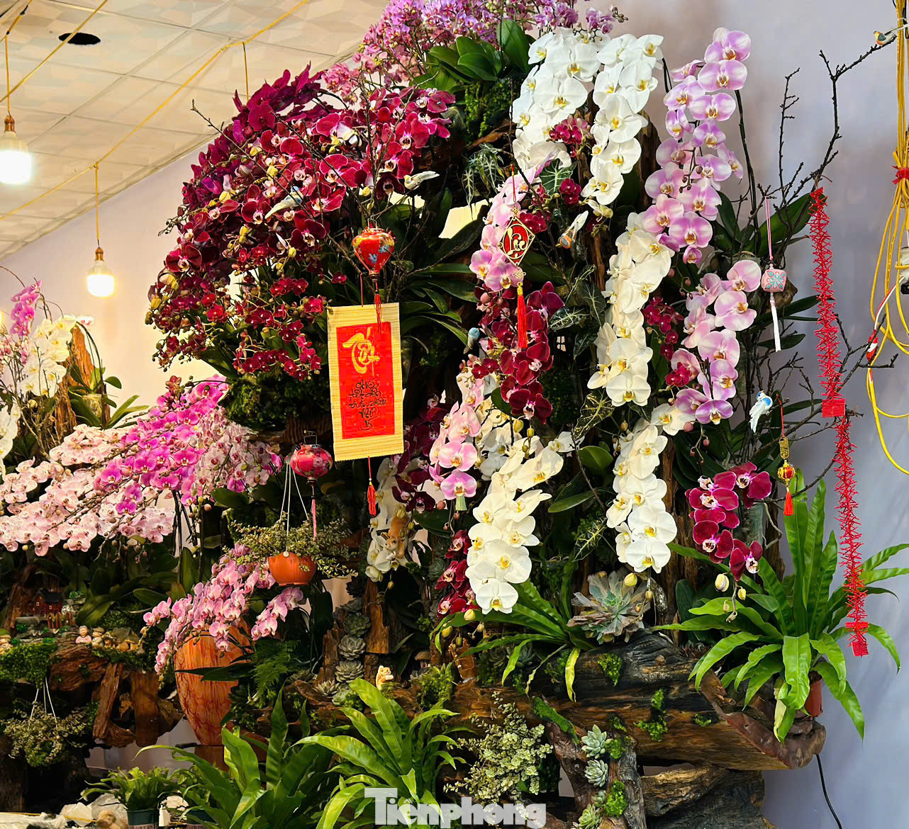 Chị Nguyễn Thị Ngoan - chủ cửa hàng hoa lan ở thành phố Hà Tĩnh cho hay, để kịp thời phục vụ thị trường dịp Tết, đợt này tiệm hoa có 5 thợ chính cắm lan và 5 thợ phụ. Năm nay lan đưa về với nhiều mẫu mã đa dạng, giá thành tuỳ theo các cành lan. Có những cành giá tiền triệu, song có những cành giá trên 200 ngàn/cành. Năm nay cửa hàng làm chậu từ vài triệu đến 100 triệu, phục vụ nhu cầu của từng khách hàng.