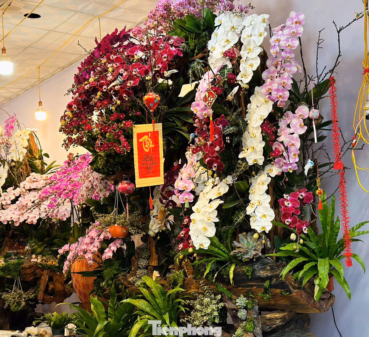 Chị Nguyễn Thị Ngoan - chủ cửa hàng hoa lan ở thành phố Hà Tĩnh cho hay, để kịp thời phục vụ thị trường dịp Tết, đợt này tiệm hoa có 5 thợ chính cắm lan và 5 thợ phụ. Năm nay lan đưa về với nhiều mẫu mã đa dạng, giá thành tuỳ theo các cành lan. Có những cành giá tiền triệu, song có những cành giá trên 200 ngàn/cành. Năm nay cửa hàng làm chậu từ vài triệu đến 100 triệu, phục vụ nhu cầu của từng khách hàng. Chị Nguyễn Thị Ngoan - chủ cửa hàng hoa lan ở thành phố Hà Tĩnh cho hay, để kịp thời phục vụ thị trường dịp Tết, đợt này tiệm hoa có 5 thợ chính cắm lan và 5 thợ phụ. Năm nay lan đưa về với nhiều mẫu mã đa dạng, giá thành tuỳ theo các cành lan. Có những cành giá tiền triệu, song có những cành giá trên 200 ngàn/cành. Năm nay cửa hàng làm chậu từ vài triệu đến 100 triệu, phục vụ nhu cầu của từng khách hàng.