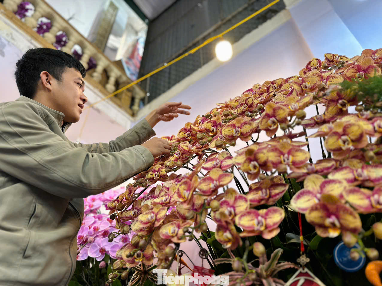 Là loài hoa được nhiều người ưa chuộng bởi vẻ đẹp về hình dáng, màu sắc đa dạng, lan hồ điệp còn nổi tiếng là một trong những loài hoa lâu tàn nhất.