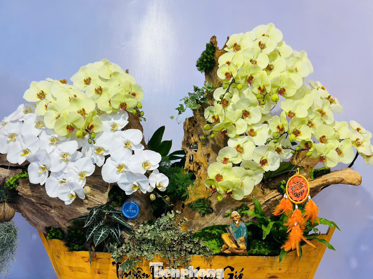 Tại thành phố Hà Tĩnh, năm nay lan hồ điệp đưa về với nhiều màu khác nhau. Đặc biệt thị trường năm nay lan được ghép trên các thân gỗ lũa được nhiều người thích thú, tìm mua. Theo ghi nhận thị trường dịp Tết tại thành phố Hà Tĩnh, lan ở đây không chỉ có giá vài triệu đồng hay vài chục triệu đồng, mà có chậu lan được ghép theo dáng "độc lạ" trên gỗ lũa giá 100 triệu đồng.