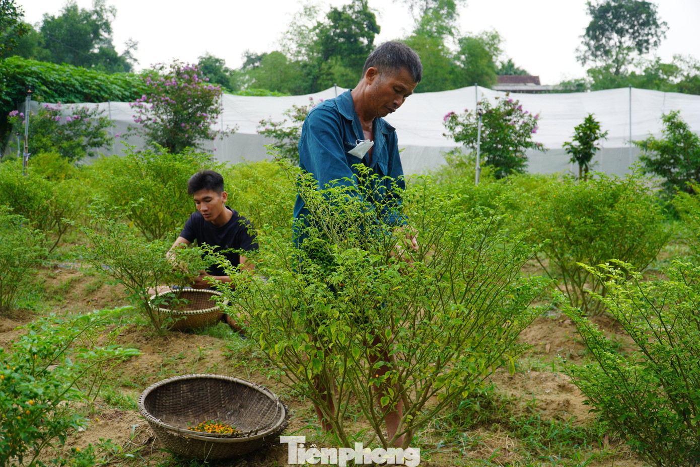 Cây giống hiện tại bán với giá cây con 50 ngàn đồng, còn loại cây lớn đã ra quả giá 100 ngàn đồng.