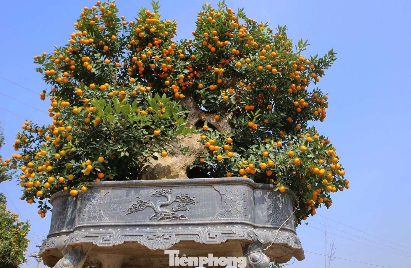 Theo người bán, gốc này được trồng ghép khoảng 5 năm mới tạo thành dáng và thế tự nhiên. Theo người bán, gốc này được trồng ghép khoảng 5 năm mới tạo thành dáng và thế tự nhiên.