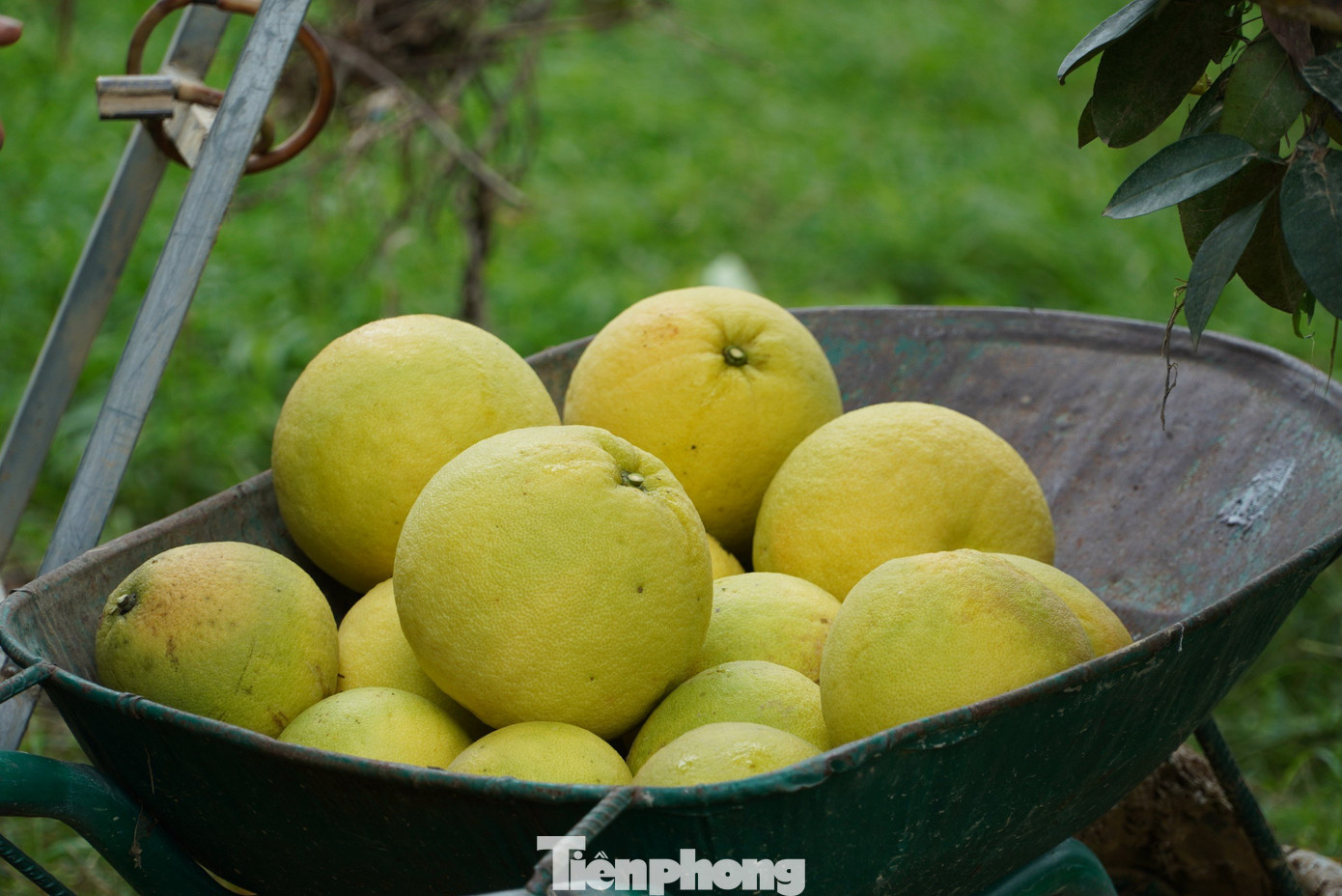 Ông Phan Anh Thái, Phó chủ tịch UBND xã Hương Trạch, cho biết, do ảnh hưởng của áp thấp nhiệt đới, địa phương có mưa lớn. Trong ngày 25/9, chính quyền cùng người dân đã gấp rút thu hoạch bưởi nhằm tránh thiệt hại kinh tế. Tuy nhiên, do mưa lớn, nước lũ lên quá nhanh nên nhiều gia đình trở tay không kịp.