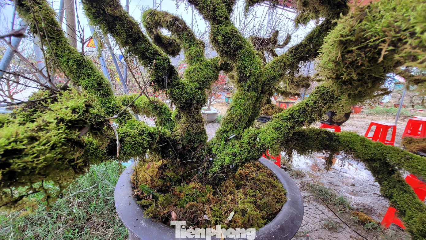 Những gốc nhất chi mai được phủ kín rêu xanh.