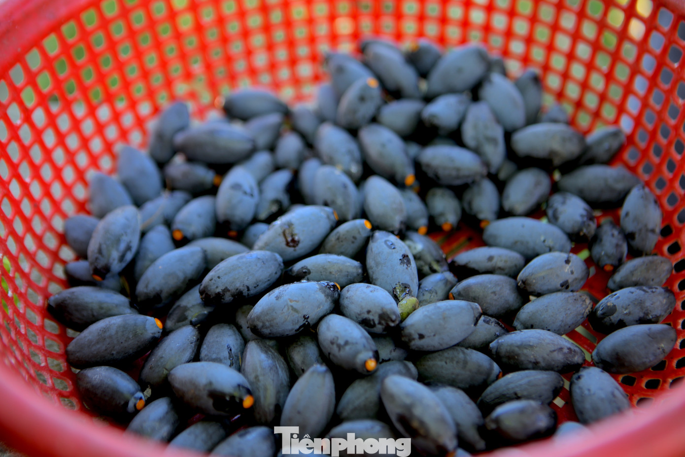 Quả trám hình thoi, khi chín có màu tím thẫm, cùi màu vàng, hạt nhọn hai đầu, nhân hạt trắng ngần. Giá trám hiện tại dao động từ 90-120 ngàn đồng/kg.