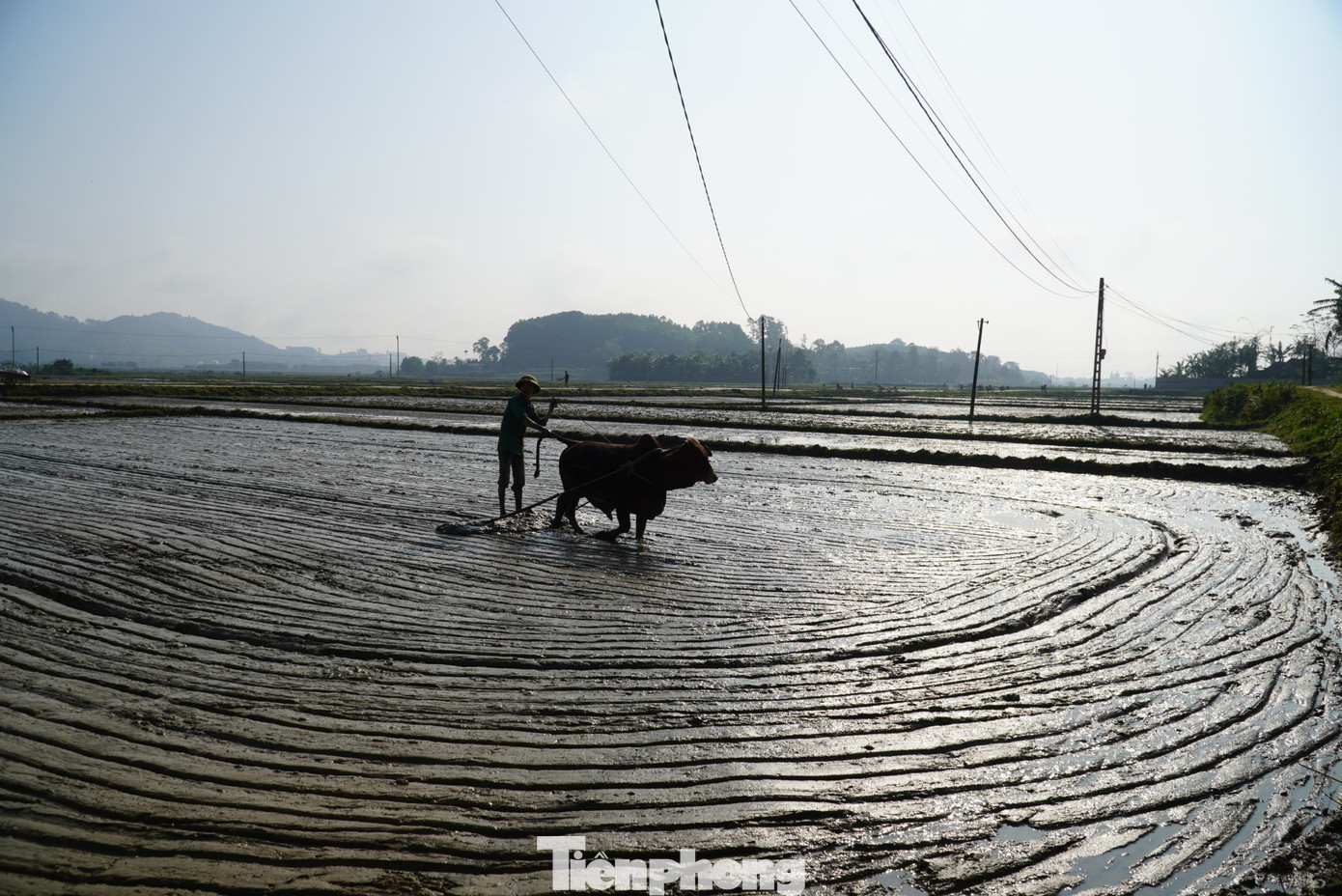 Rạng sáng 26/1 (tức mùng 5 Tết), những người nông dân ở huyện Hương Sơn (Hà Tĩnh) đổ xô ra đồng để làm đất, lấy nước để gieo mạ vụ Đông Xuân.