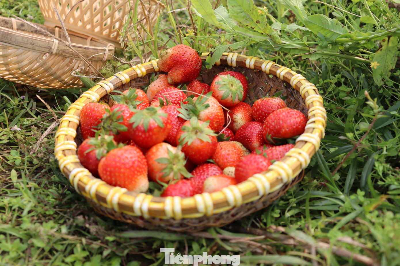 “Sắp tới mình đang ấp ủ làm một nhà máy sản xuất gia vị từ chính những nông sản mà nông trại làm ra. Bây giờ cũng đã bắt đầu làm các bước và hy vọng sẽ thành công”, chị Hằng cho biết.