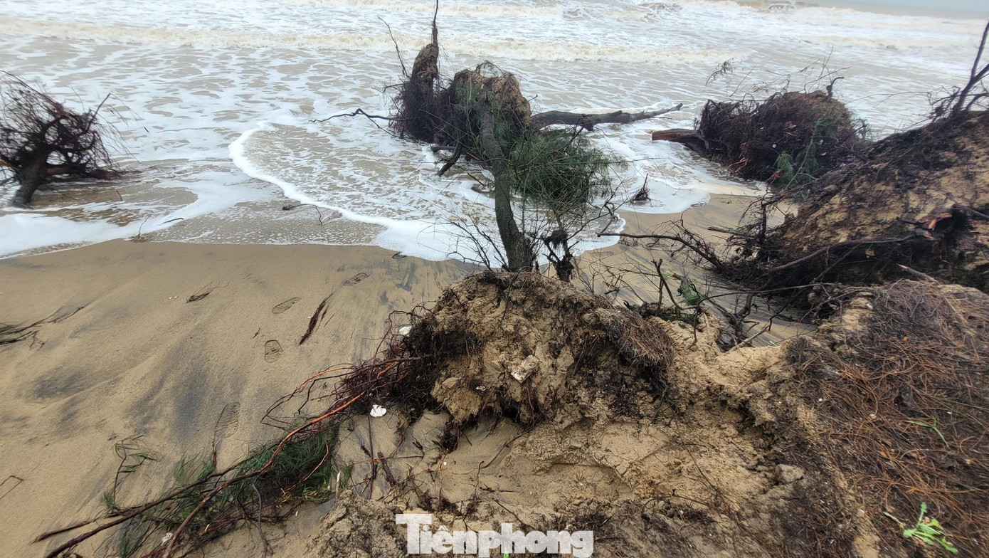 Đất và những cây phi lao bị sóng cuốn ra xa, gây sạt lở.