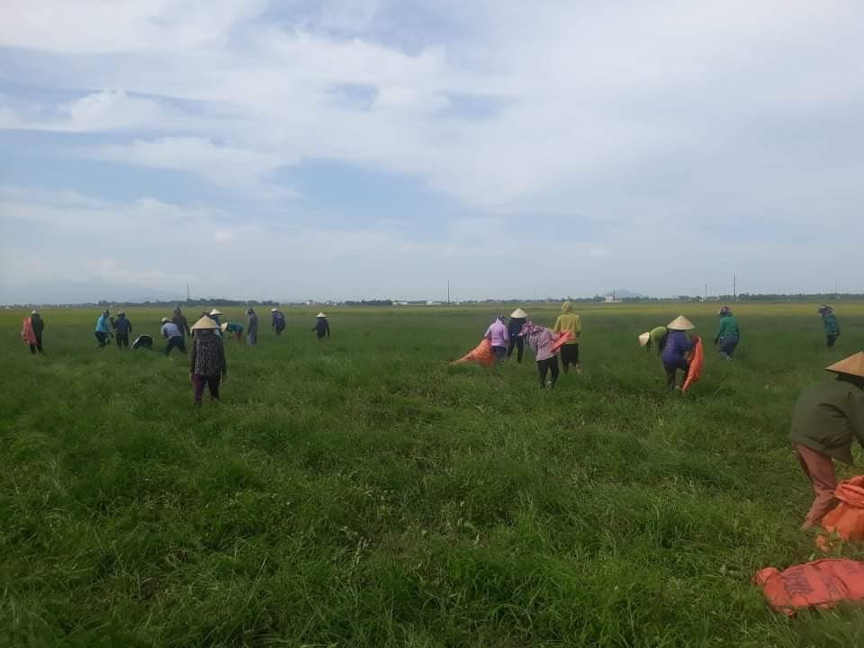 Người dân cùng cơ quan đoàn thể xuống ruộng thu hoạch dưa giúp dân bị phong tỏa.