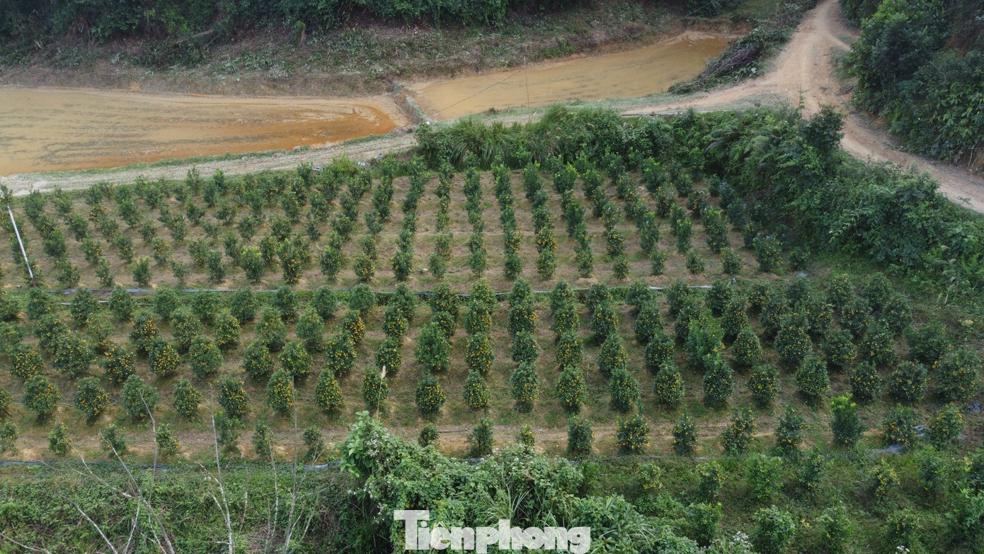 Năm 2018, anh Nguyễn Văn Thao đã đem giống cây quất cảnh về trồng thử nghiệm trên vùng đất Sơn Lâm quê nhà. Riêng năm nay anh trồng hơn 1.200 gốc, tuy nhiên do thời tiết không thuận lợi, có trên 50% diện tích bị hư hỏng, không thể tiêu thụ trong dịp Tết năm nay.