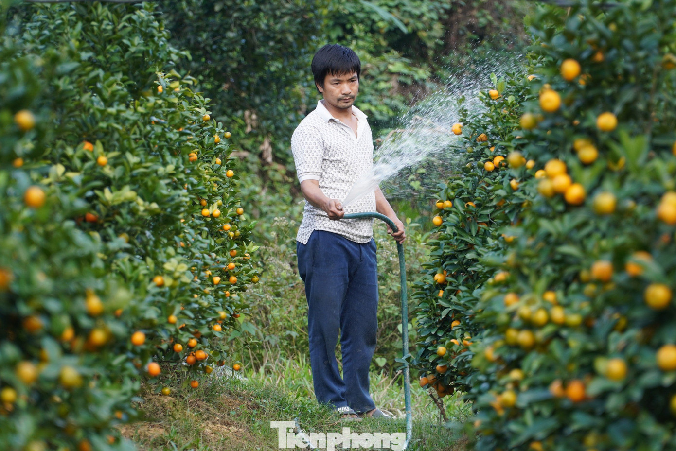 "Năm nay có khoảng trên 600 gốc bán đúng dịp Tết. Quất tôi trồng có quất thế và dáng tháp, hiện nay có khoảng 200 gốc đã có người đặt mua. Còn lại dịp Tết tôi sẽ mang ra phố bán để kiếm thêm thu nhập bù lại chi phí năm nay số lượng cây hư hỏng nhiều", anh Thao nói.