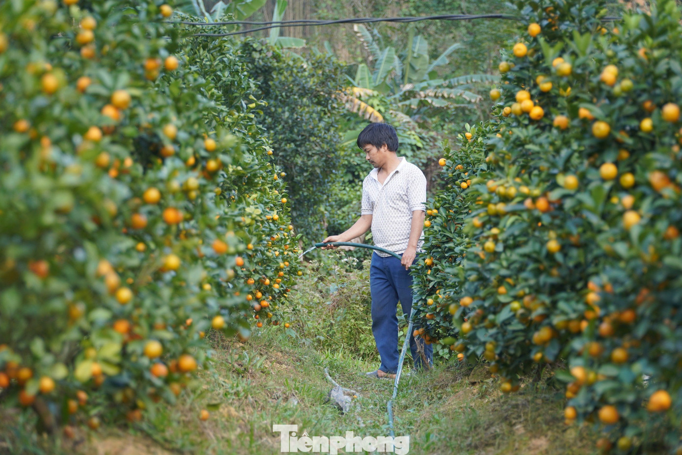 Anh Nguyễn Văn Thao (SN 1985), trú tại thôn Lâm Phúc, xã Sơn Lâm, Hương Sơn (Hà Tĩnh) từng tốt nghiệp Đại học Nông nghiệp 1 (Hà Nội). Sau khi ra trường, anh làm việc tại Viện nghiên cứu rau quả (thuộc Viện Khoa học Nông nghiệp Việt Nam).