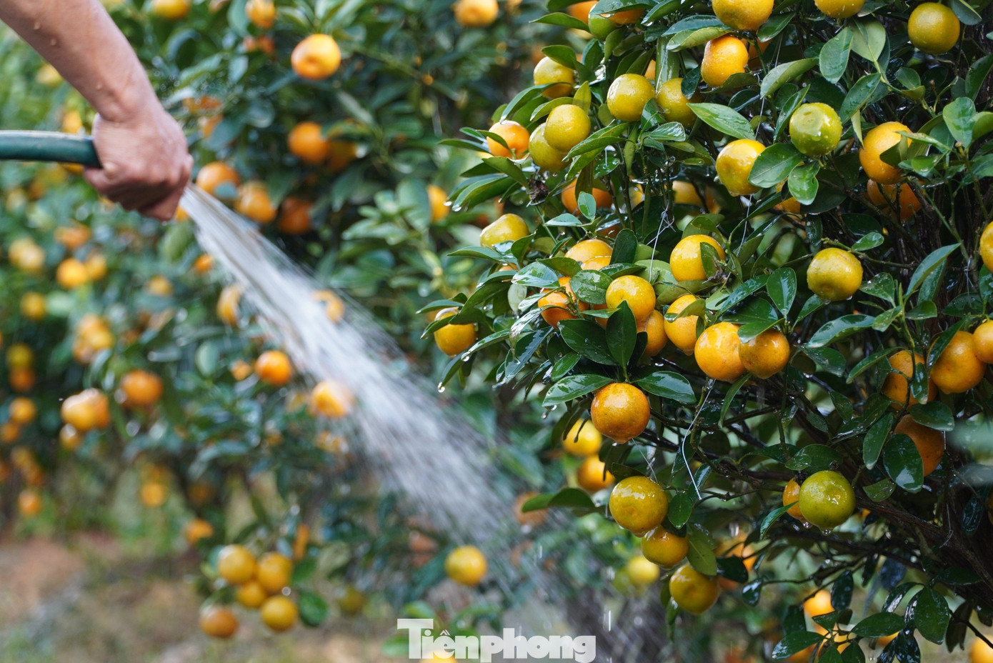 Cây quất ưa nước, mùa hanh khô yêu cầu người trồng phải tưới nước liên tục để quả quất được to và mọng nước và ra lộc.