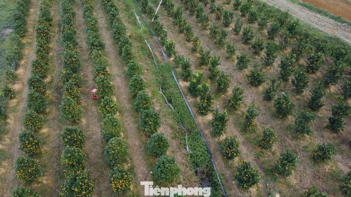 Cây quất đang phát triển tốt, phù hợp với điều kiện thổ nhưỡng của vùng đất xã Sơn Lâm.