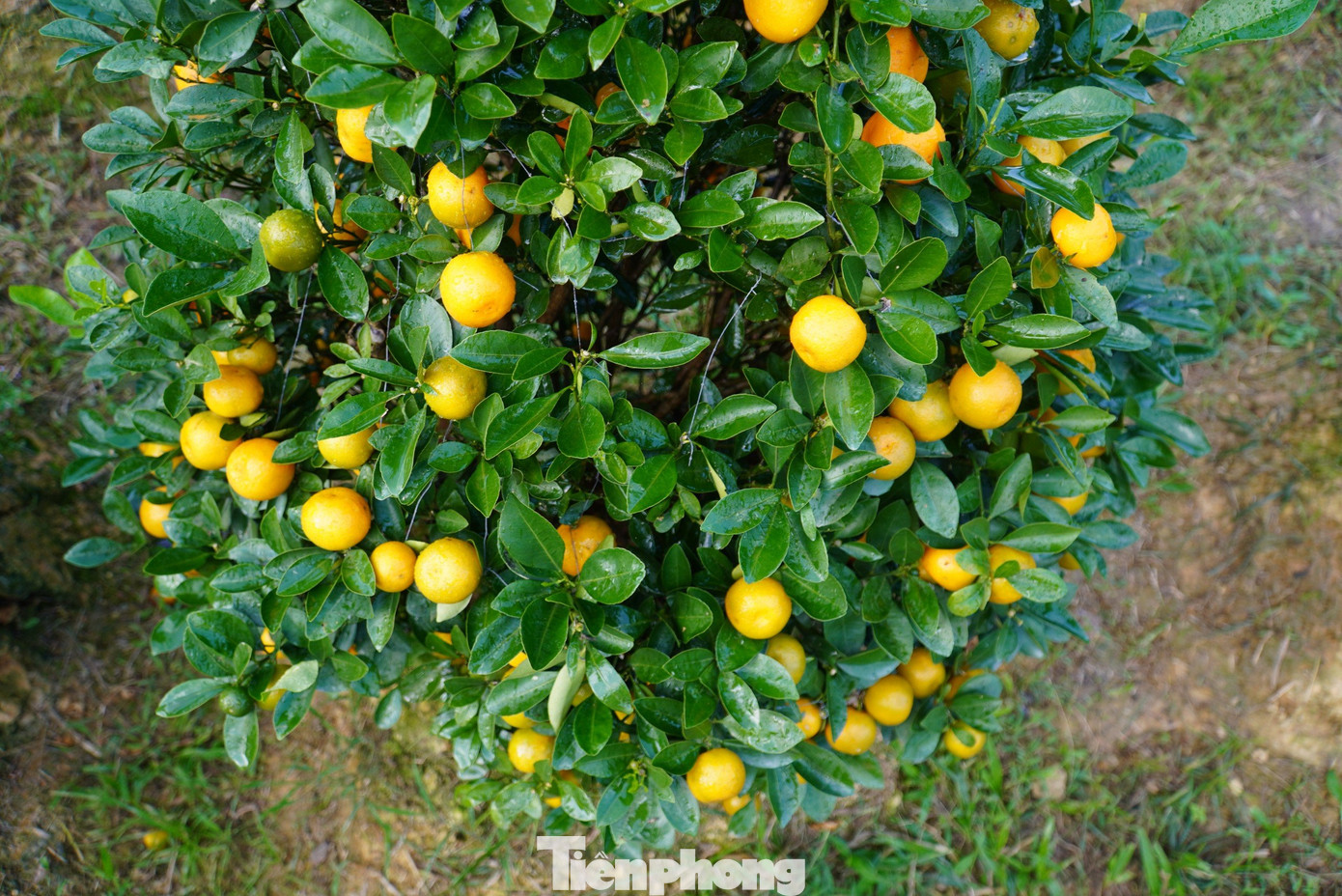 Tuy nhiên, việc "chinh phục" loài cây này trên vùng đất miền núi Hương Sơn cũng gặp không ít khó khăn. Bởi thời tiết tại Hà Tĩnh thất thường, mưa nhiều vào mùa tháng 7-8. Nếu không có kỹ thuật sẽ dễ bị rụng quả, thối gốc.