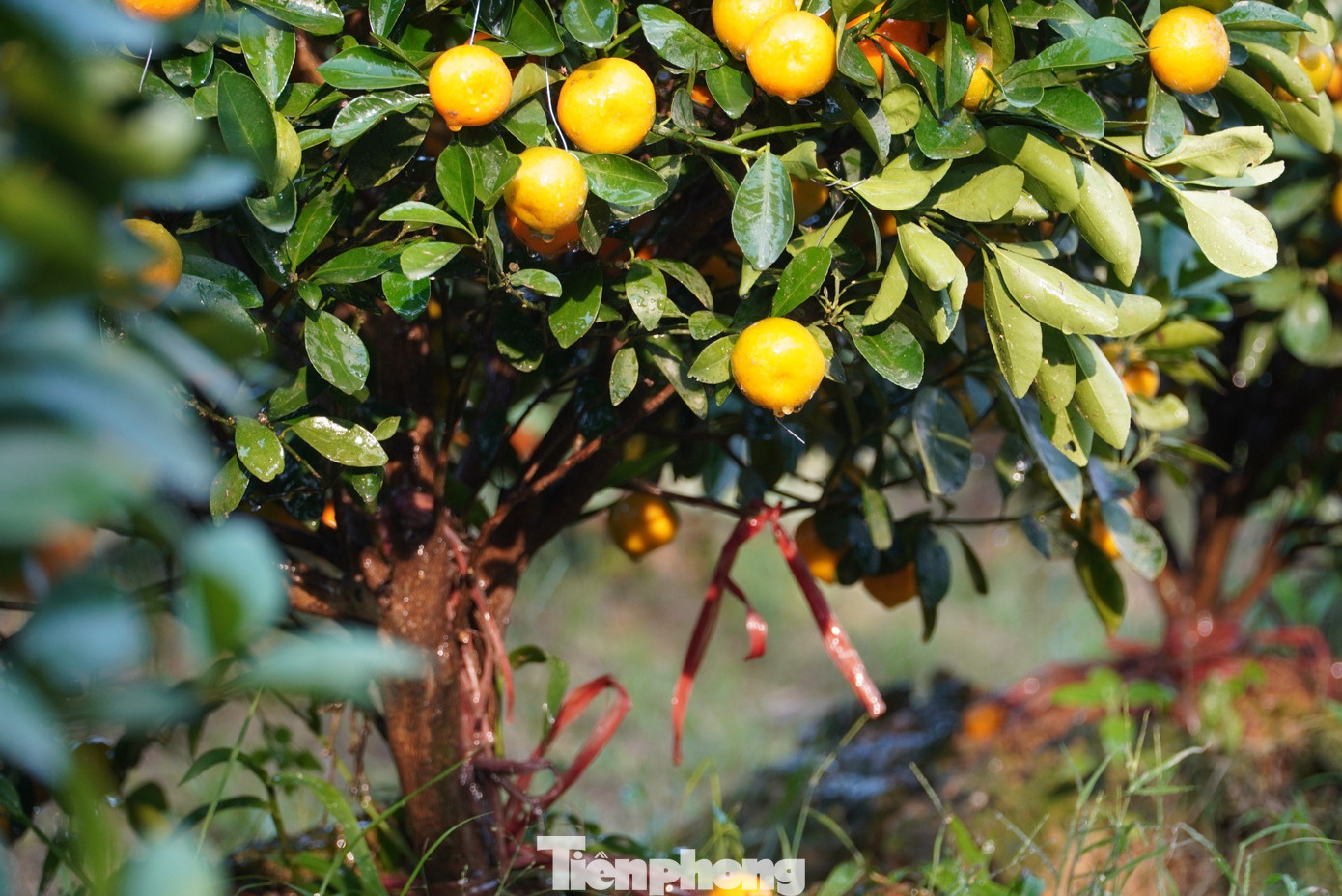 Giá mỗi gốc quất bình quân từ 350-800 ngàn đồng/gốc. Năm nay ước tính vườn quất của anh Thao thu về khoảng trên 300 triệu đồng.