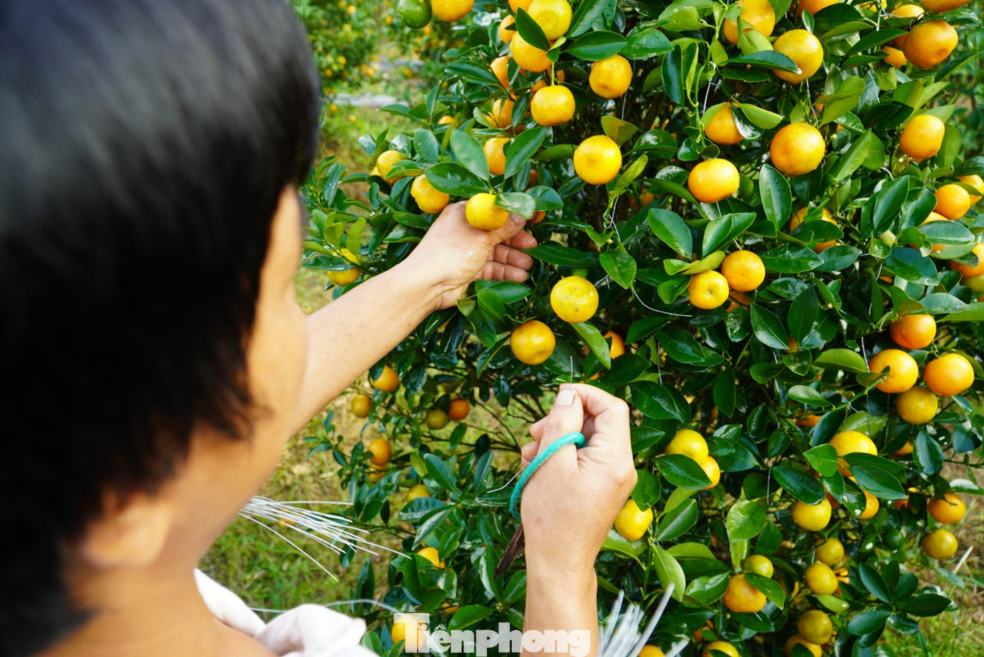 Đặc tính của cây quất là ra hoa quanh năm, nên phải căn thời gian để tỉa quả. Hiện tại anh Thao cũng đang hoàn thiện công tác “gò quất”, cắt tỉa, tạo dáng để phục vụ thị trường dịp Tết.