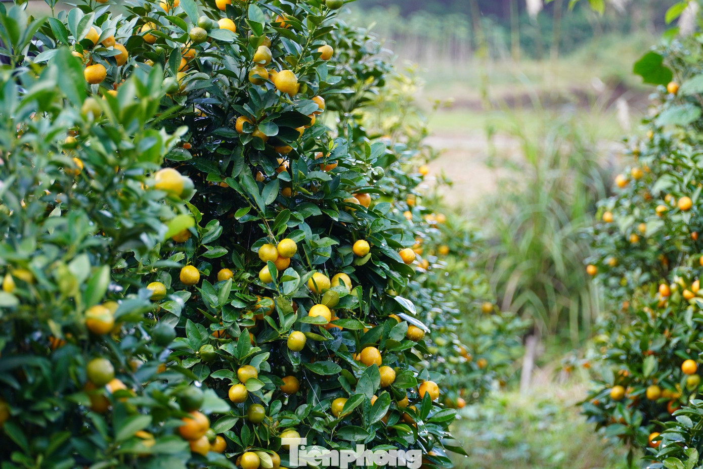 Nhờ được chăm sóc tốt, đúng kỹ thuật nên vườn quất của gia đình anh Thao xanh mướt, quả chín vàng óng.