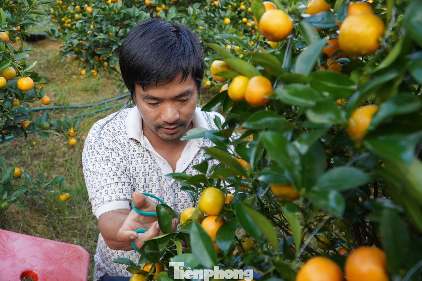 Những cành sâu bệnh, cành khuất sâu trong tán và cành vượt được anh Thao bấm tỉa thường xuyên để cây cho dáng đẹp và quả đều.