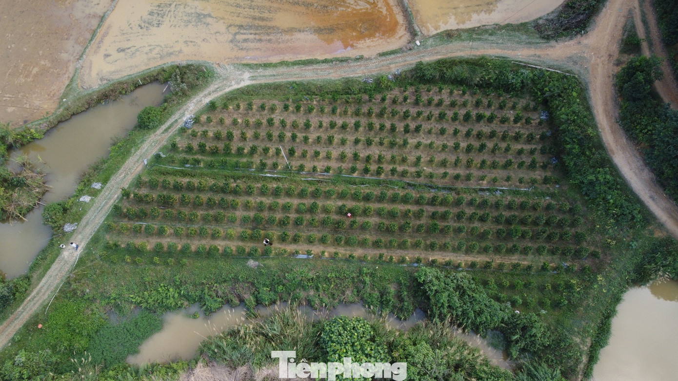 Trước khi mở rộng diện tích trồng quất, anh Thao đã trồng thử tại vườn nhà với 300 gốc. Sau đó quất phát triển tốt, anh đã vào khai hoang mảnh đất ruộng nằm trên khu vực rừng núi của gia đình để trồng quất.