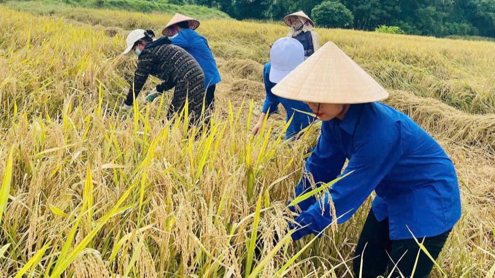 Lực lượng thanh niên huyện Thạch Hà cũng tham gia hỗ trợ người dân thu hoạch lúa sau mưa lũ.