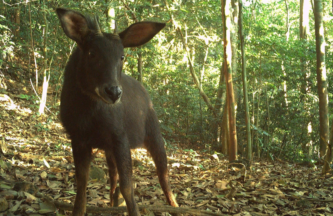 Một số hình ảnh động vật quý hiếm được ghi nhận qua bẫy ảnh trong Vườn Quốc gia Vũ Quang...Thông qua hệ thống bẫy ảnh, Vườn Quốc gia Vũ Quang (Hà Tĩnh) đã ghi nhận 58 loài động vật quý hiếm, trong đó có 5 loài đặc biệt nguy cấp, đặc hữu của dãy Trường Sơn.