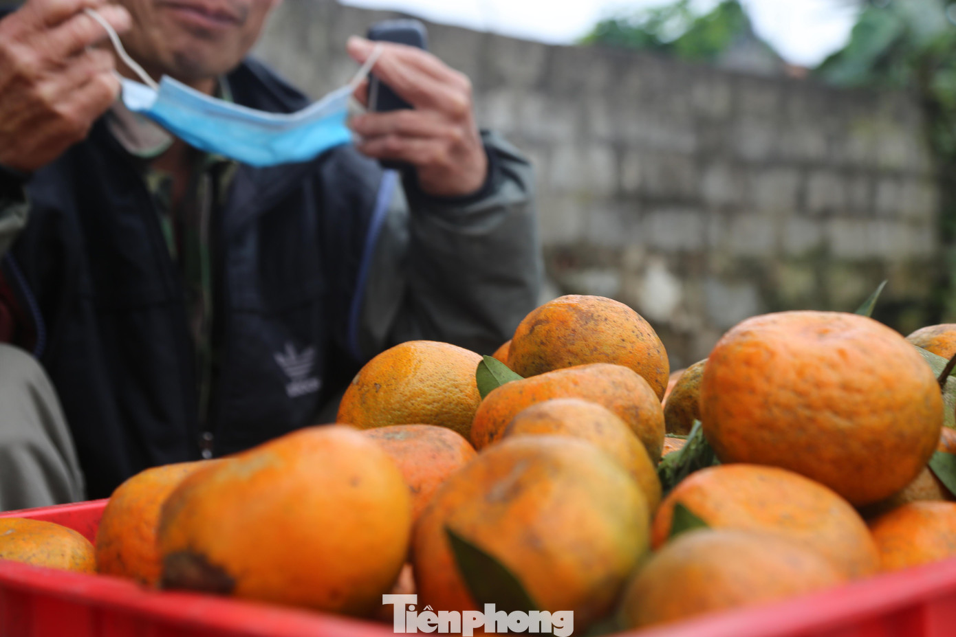 Huyện Hương Sơn có hơn 1.000 ha diện tích trồng cam bù, năm nay ước tính sản lượng đạt trên 10.000 tấn. Giá hiện tại từ 20-50 ngàn đồng/kg. Còn dịp Tết có thời điểm từ 60-70 ngàn đồng/kg.