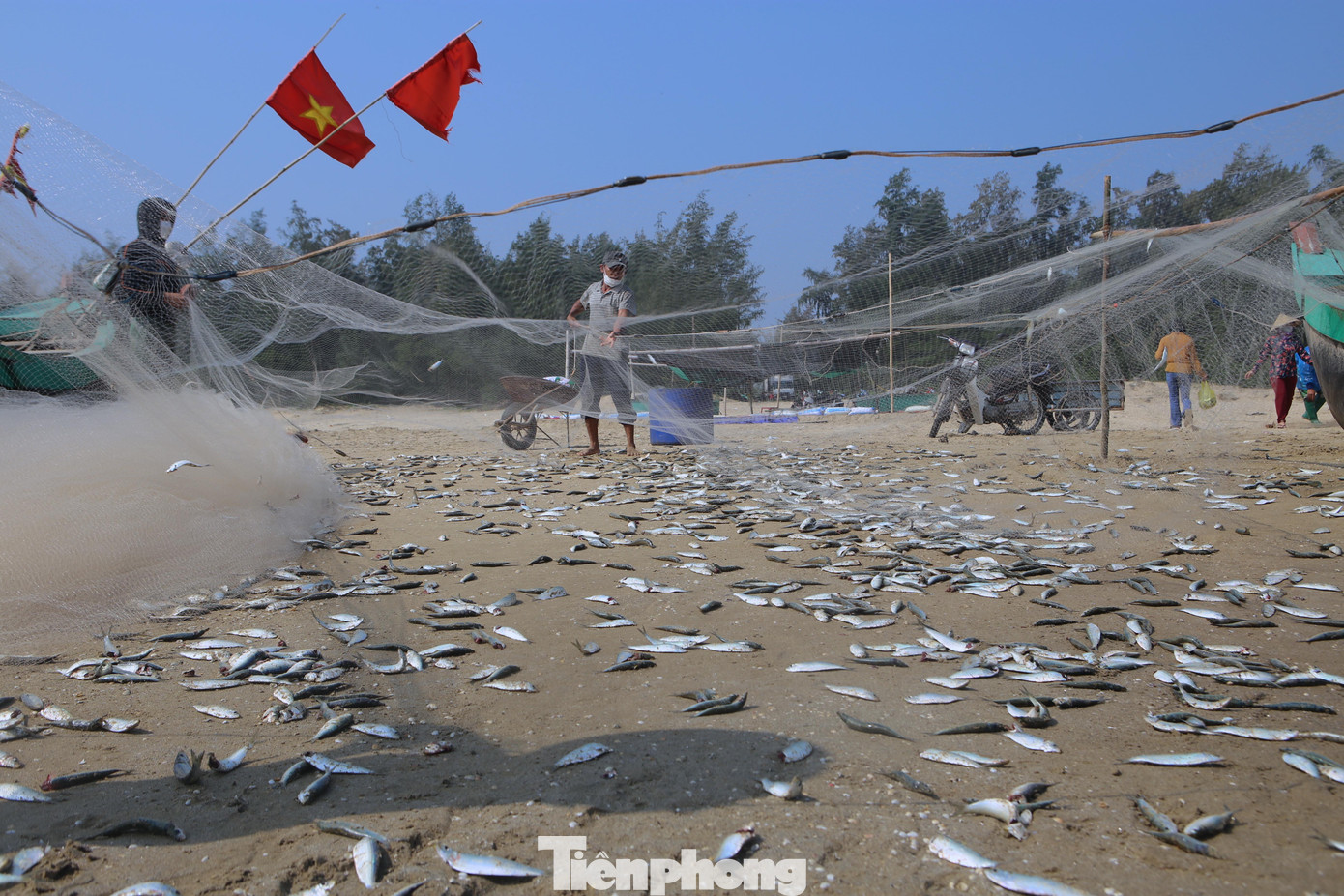 Việc đánh bắt cá trích theo vụ mùa. Mùa cá trích kéo dài từ tháng 2 cho đến tháng 5 ÂL. Những thời điểm này ngư dân vùng bãi ngang tận dụng thời gian để đi biển nhằm kiếm thu nhập. Việc đánh bắt cá trích theo vụ mùa. Mùa cá trích kéo dài từ tháng 2 cho đến tháng 5 ÂL. Những thời điểm này ngư dân vùng bãi ngang tận dụng thời gian để đi biển nhằm kiếm thu nhập.